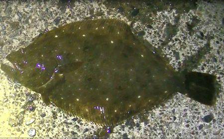 焼津港、ヒラメ、コウイカ、タコ、カマスが好…